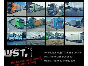 Camion bétaillère MAN TGX 26.480 XL Menke   3 Stock Vollalu Hubdach: photos 1