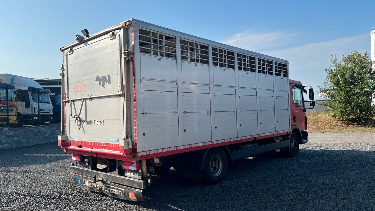 MAN TGL 10.220 Viehtransporter Rampe Trennwände - Camion chevaux: photos 4 MAN TGL 10.220 Viehtransporter Rampe Trennwände - Camion chevaux: photos 4