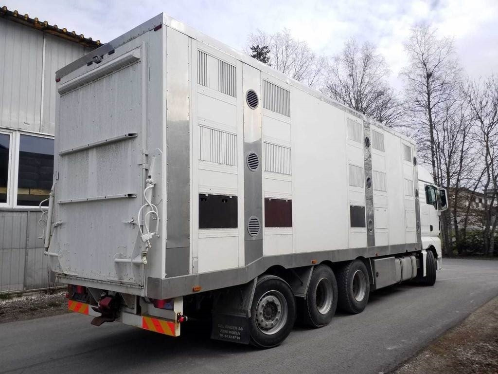MAN TGX 35.540 8X4 TRIDEM ANIMAL  - Camion bétaillère: photos 3 MAN TGX 35.540 8X4 TRIDEM ANIMAL  - Camion bétaillère: photos 3