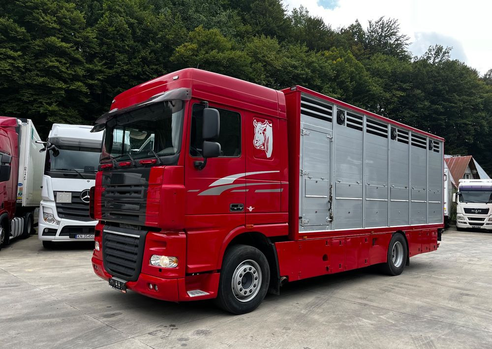 DAF XF 105.460 Euro 5 // Manual // Retarder // Do Żywca / Bydła / Zwierząt / - Camion bétaillère: photos 1 DAF XF 105.460 Euro 5 // Manual // Retarder // Do Żywca / Bydła / Zwierząt / - Camion bétaillère: photos 1