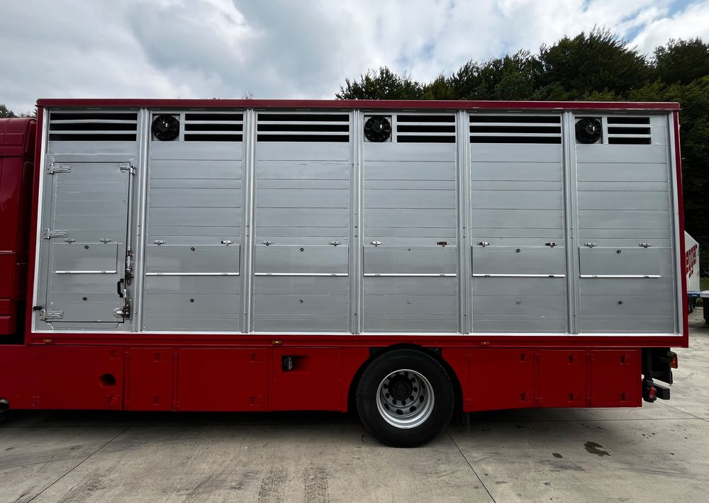 Camion bétaillère DAF XF 105.460 Euro 5 // Manual // Retarder // Do Żywca / Bydła / Zwierząt /: photos 14